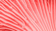 © yrabota - Aesthetic nature food pattern, macro banner from mushroom, close up texture of cap edible fungus. Red pink monochrome colored background, beauty of nature, natural details and structure plant.