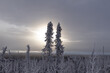 © Mila - Trees in winter. Dempster Highway near the arctic circle.