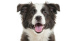 © Nicole - Happy Border Collie Dog Face with Snowy Whiskers Transparent PNG