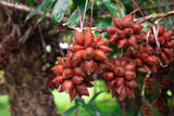Fresh salak fruit in the agricultural garden,Fresh red-brown salak fruit in bunches,Fresh salak.
