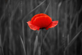 World War remembrance day. Red poppy is symbol of remembrance to those fallen in war