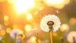 © Tomas - Dandelion seeds float away on a bright, sunny day, the golden sunlight creating a warm and serene atmosphere