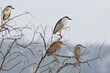 © VOLODYMYR KUCHERENKO - Two juvenile and two adult black-crowned night herons (Nycticorax nycticorax) perch together on tree branches against the sky