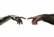 © Александр Марченко - Robot and ape hands touching, depicting evolution and ai