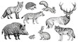 © Jamshadul - Vector art of collection of wild forest animals drawn in a realistic sketch style, including a fox, hedgehog, squirrel, deer, hyena, wild boar, frog, rabbit, and wolf