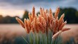 © Bella - Close Up Macro Photo Of Golden Wheat Ears In Warm Sunlight With Dew Drops On Stems And Blurred Field Background At Sunrise
