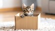 © Moon - Curious tabby kitten sitting in cardboard box on white carpet in cozy indoor setting.