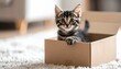 © Moon - Curious tabby kitten sitting in cardboard box on white carpet in cozy indoor setting.