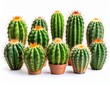 © sala - Set of cactus real plants isolated on white Background