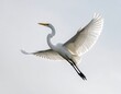 © Afi - A graceful white bird soars with outstretched wings against a pale sky
