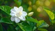 © Gundamy - Lush, soft white gardenia in bloom with a tight bud against a background of green leaves and bokeh sunlight