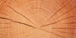 © chelmicky - Tree trunk cross section showing growth rings and wood texture