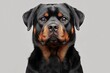 © Ilja - Charming Rottweiler Portrait with Affectionate Expression Against a Soft Gray Background in Close Up