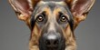 © Ilja - Charming German Shepherd with Intelligent Expression and Beautiful Fur Captured in Close-Up Photo