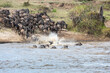 © Travel 'n' Lifestyle - View of wildebeests in a frantic dash across the river, kicking up spray under the sun, a natural spectacle of migration, River Mara, Mara Region, Tanzania.