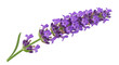 © stock.metket.com - A single sprig of lavender isolated on transparent background