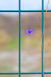 © TAMER YILMAZ - A single purple wildflower on a thin branch near the green metal fence wires. Life and resilience despite the constraints. Consolida regalis.
