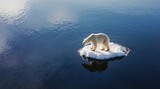 Solitary polar bear on melting ice floe amidst vast ocean
