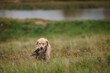 © Алеся Сутягина - hunting dog