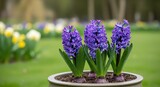 Three vibrant purple hyacinths in a grey pot, with a blurred background of spring flowers and grass