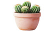 © Shankar - Cactus plant in a terracotta pot against a studio shot on transparent background