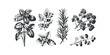 © Pro Designs - Collection of Botanical Line Drawings of Herbs