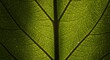 © hatkadigital - Closeup view of a green leaf showing the intricate veins and translucent surface