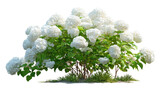 Lush white hydrangea bush