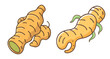 © Saedul - Two cartoon-style illustrations of taro roots with green sprouts