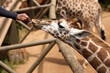 © Roberto Vivancos - Nairobi, Kenya - October 18th 2025 - Giraffe Center, Hand Feeding a Giraffe