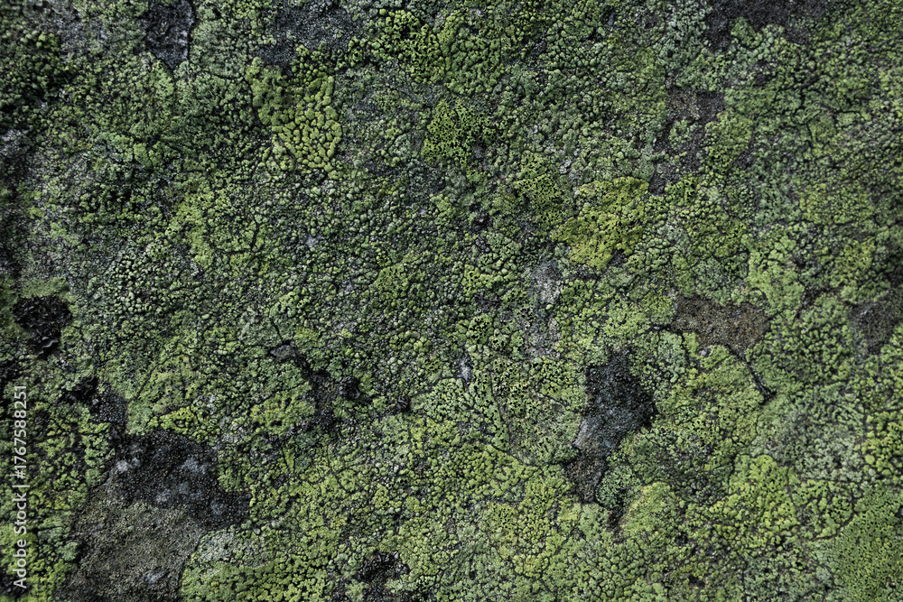 Various species of green and grey lichens, similar to moss, cover a ...