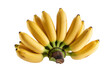© darshika - A vibrant bunch of ripe yellow baby bananas is fanned out against a solid transparent background, showcasing their natural sweet appeal. background removed