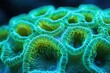 © Margarita - Close-up view of vibrant blue and green coral polyps with intricate ridged textures and circular patterns, evoking a sense of underwater beauty and tranquility