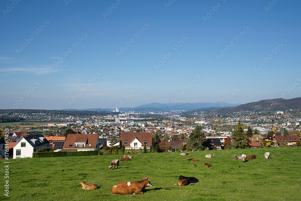 Schweiz, Pfeffingen, Baselland, Baselbiet, Wiese, Weide, Kühe, Kuhweide ...