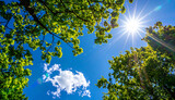 夏の青空に輝く太陽と緑の木々が織りなす爽やかで生命力あふれる風景