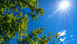 夏の青空に輝く太陽と緑の木々が織りなす爽やかで生命力あふれる風景