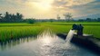 © Harry - Discover vibrant rice fields with irrigation pump flowing water at sunset, capturing the essence of sustainable agriculture and scenic rural beauty today