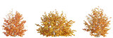 Fothergilla gardenii tree cutout, front view, transparent background, isolate, Vibrant autumn bushes with warm orange and yellow leaves, perfect for seasonal design