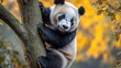 © vimp - Panda climbs an autumn tree, surrounded by golden foliage, enjoying nature's beauty
