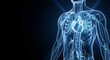 © Bhanuka - Blue-tinted x-ray style visualization of the human cardiovascular system with glowing arteries and veins, futuristic medical detail and clean copyspace.