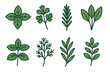 © David - Hand-drawn green herbs and leaves collection featuring basil, parsley, rosemary, sage, mint, dill, tarragon, and bay leaf on a white background.