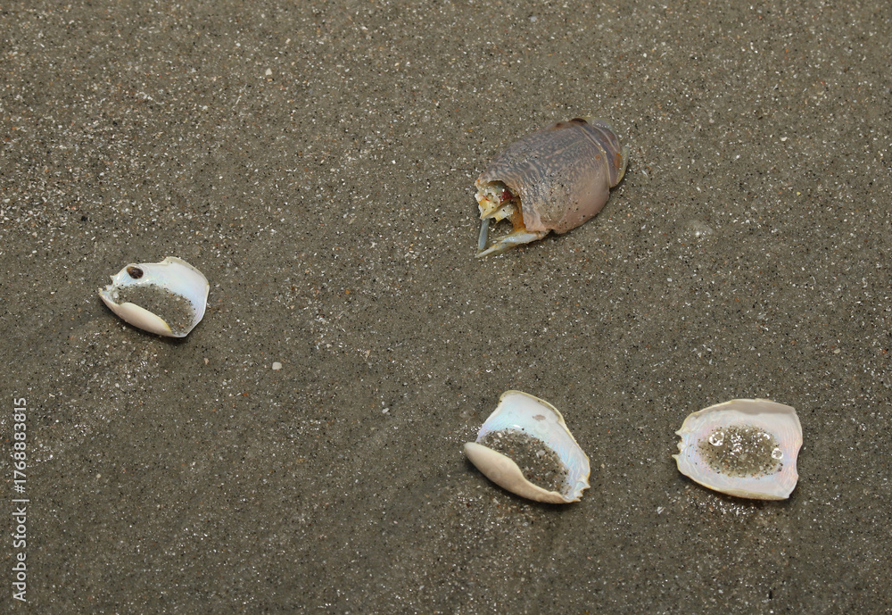 Discarded Shells Discarded shells of several Atlantic mole crabs (Emerita talpoida) that ...