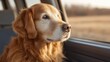 © 69 - Golden Retriever Gazing Calmly Out of Car Window as Sunlight Illuminates Its Face in Serene Countryside Scenery