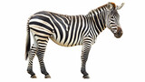 Side view full body of african zebra standing isolated white background use for animals in safari theme