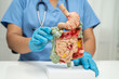 © Warawan - Digestive system with stomach and intestine, Asian doctor holding human anatomy model for study diagnosis and treatment in hospital.