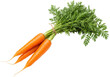 © Claudia - Isolated bunch of fresh organic carrots with green tops, nutrient-rich healthy vegetable