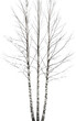 © Dari - Three bare birch tree trunks with white and gray peeling bark on a transparent background PNG image for winter nature projects
