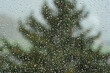 © Octavian - Rain drops flowing down a large home window with tall, blurry pine tree in the background. Close up macro shot, shallow depth of field, moody light, no people