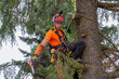 © CatalnIlie - Arborist working at height, safely pruning tree branches with a chainsaw, professional forestry worker