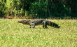 © Edward - American alligator walking across a grassy North Carolina area